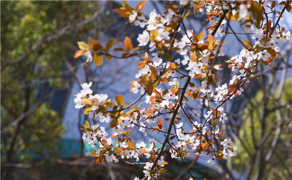 春暖花開，等你歸來——邀你云賞南新春景，以慰思念