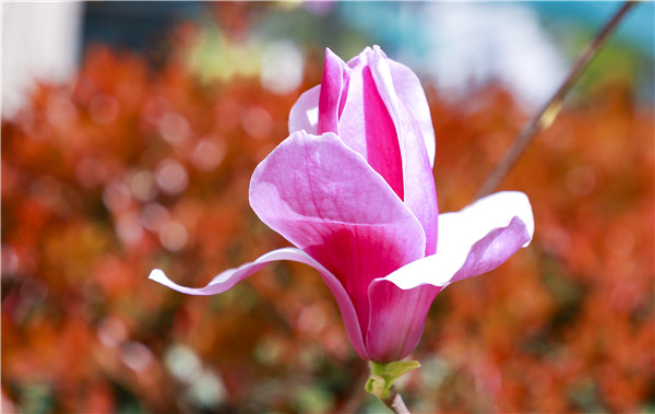 春暖花開，等你歸來——邀你云賞南新春景，以慰思念