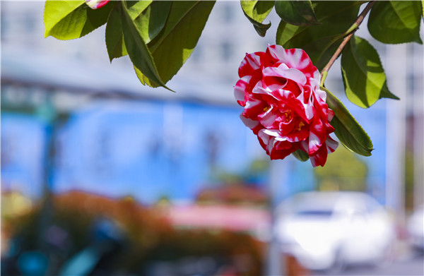 春暖花開，等你歸來——邀你云賞南新春景，以慰思念