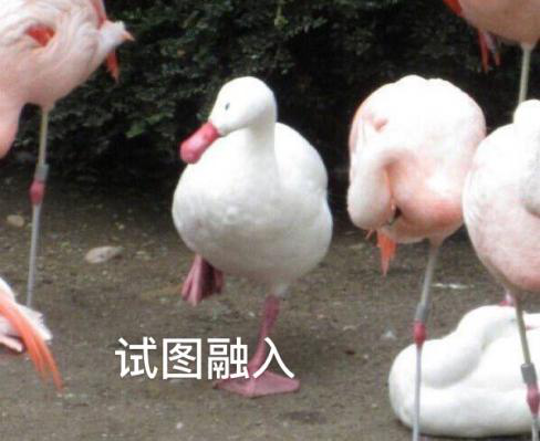 新華互聯(lián)網科技正式入駐Bilibili！會摩擦出什么樣火花呢？